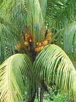 Martinique2003 008 